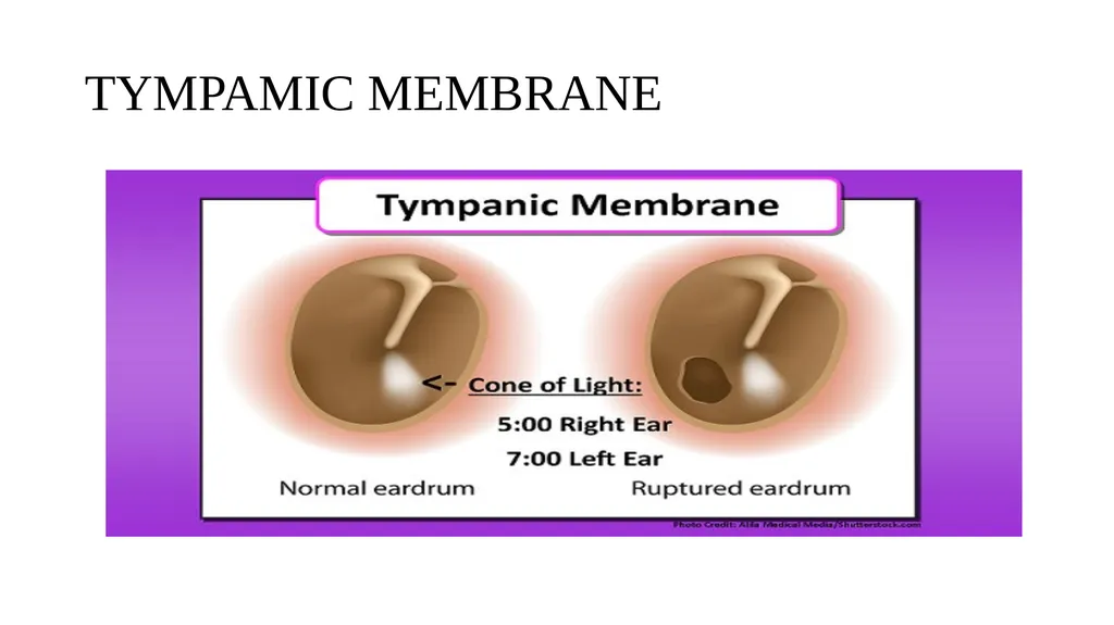 Head-to-Toe Assessment Nursing Introduction This - slide 26 of 62