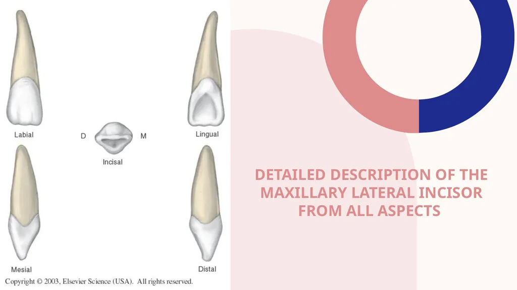 Maxillary Lateral Incisor Dr. Pinar Khalis BDS, - slide 5 of 20