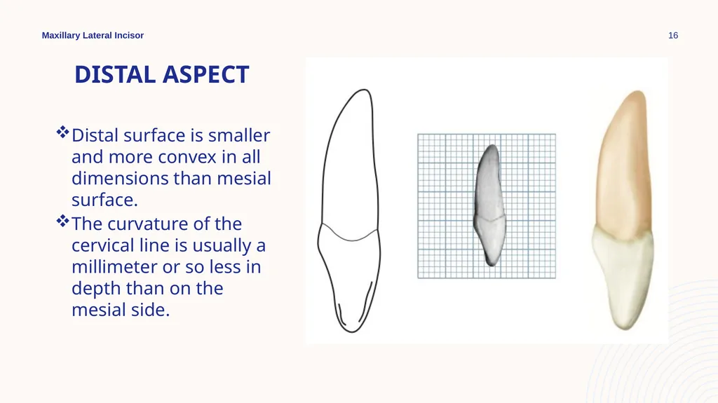 Maxillary Lateral Incisor Dr. Pinar Khalis BDS, - slide 16 of 20