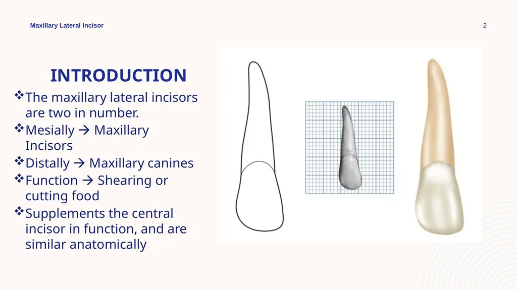 Maxillary Lateral Incisor Dr. Pinar Khalis BDS, - slide 2 of 20