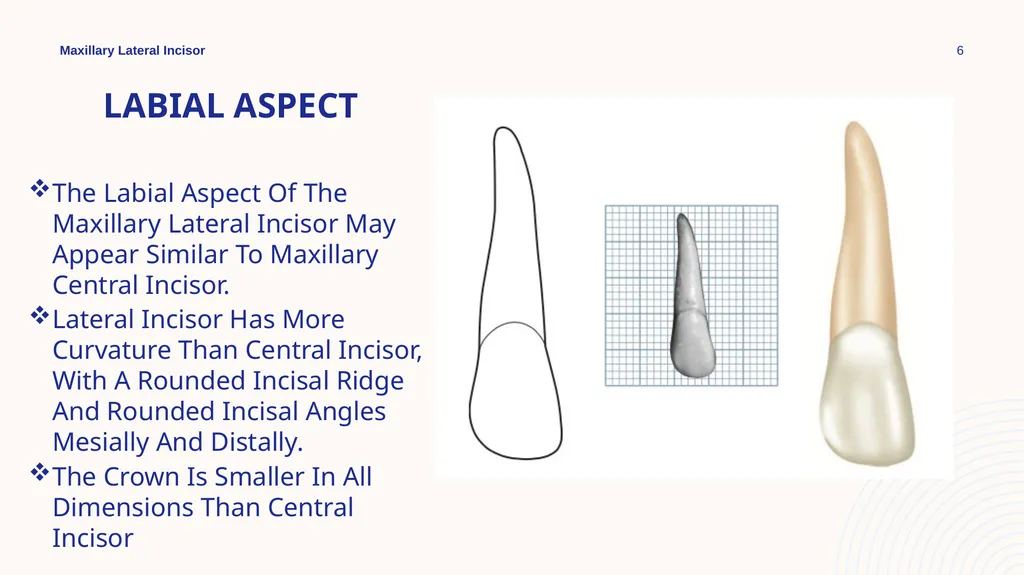 Maxillary Lateral Incisor Dr. Pinar Khalis BDS, - slide 6 of 20