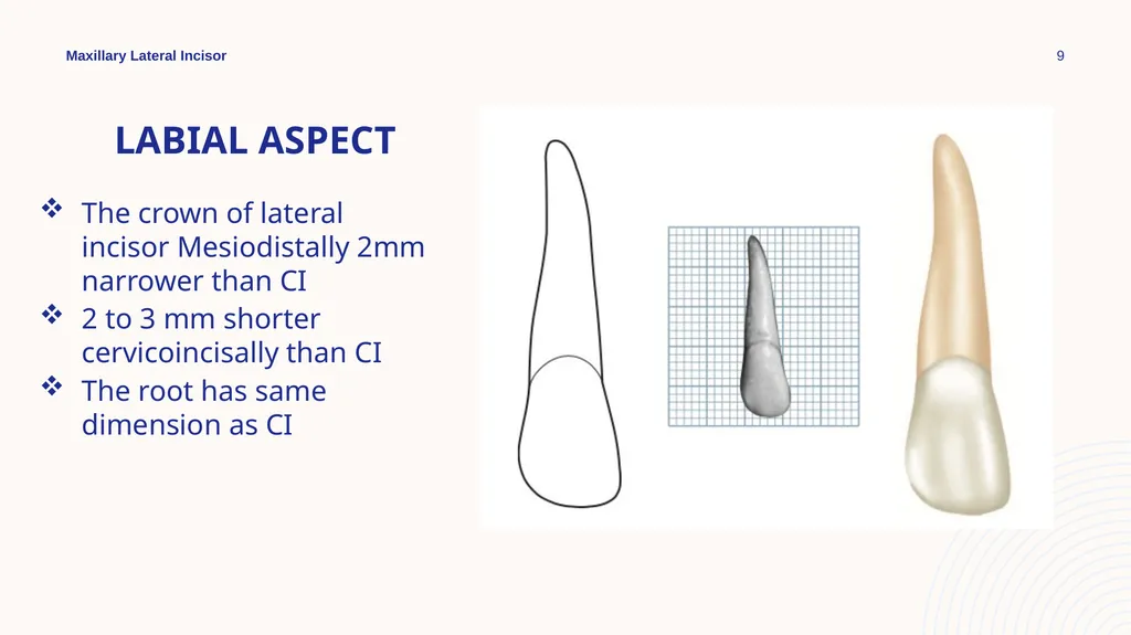 Maxillary Lateral Incisor Dr. Pinar Khalis BDS, - slide 9 of 20