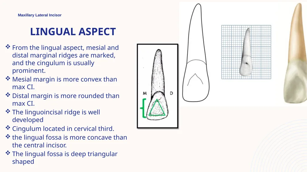 Maxillary Lateral Incisor Dr. Pinar Khalis BDS, - slide 10 of 20