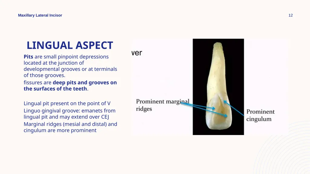 Maxillary Lateral Incisor Dr. Pinar Khalis BDS, - slide 12 of 20