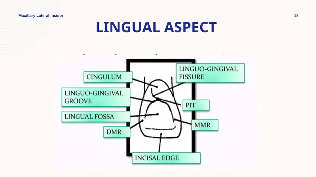 Maxillary Lateral Incisor Dr. Pinar Khalis BDS, - slide 13 of 20