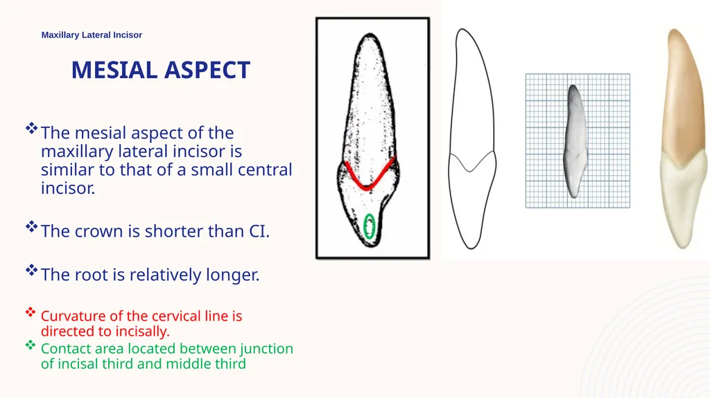 Maxillary Lateral Incisor Dr. Pinar Khalis BDS, - slide 14 of 20