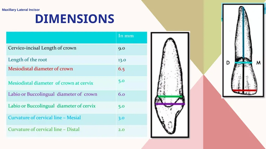 Maxillary Lateral Incisor Dr. Pinar Khalis BDS, - slide 3 of 20