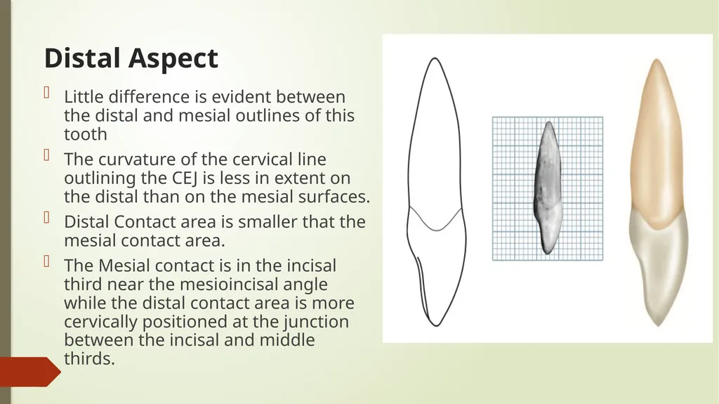 The Permanent Maxillary Incisors Dr. Pinar Khalis - slide 23 of 28