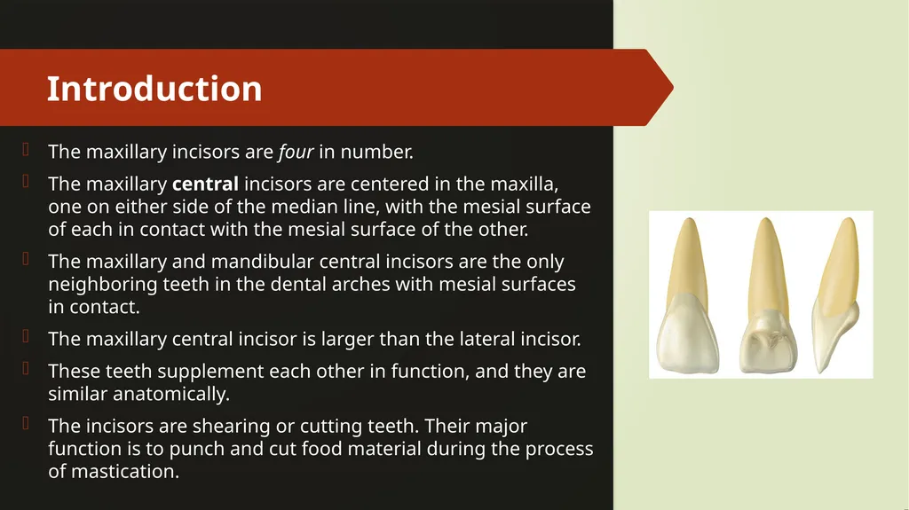 The Permanent Maxillary Incisors Dr. Pinar Khalis - slide 2 of 28