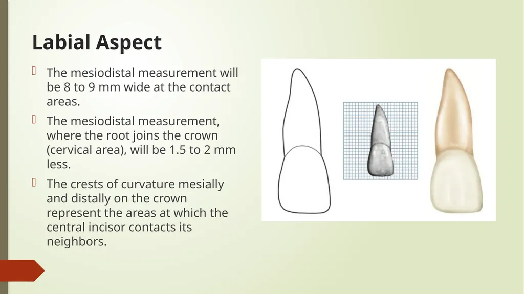 The Permanent Maxillary Incisors Dr. Pinar Khalis - slide 8 of 28