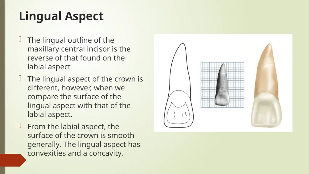 The Permanent Maxillary Incisors Dr. Pinar Khalis - slide 15 of 28