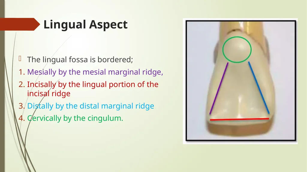 The Permanent Maxillary Incisors Dr. Pinar Khalis - slide 18 of 28
