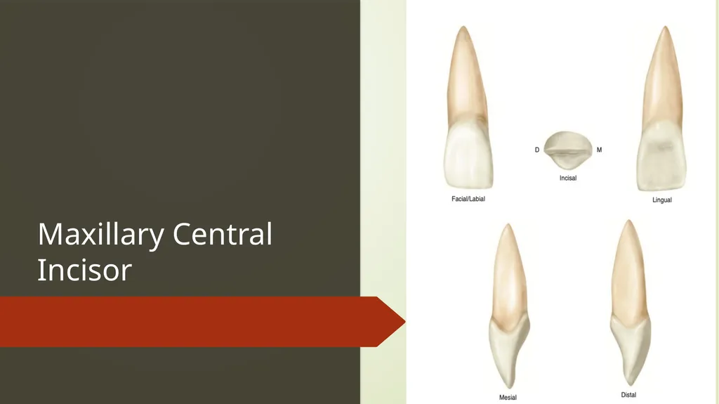 The Permanent Maxillary Incisors Dr. Pinar Khalis - slide 5 of 28