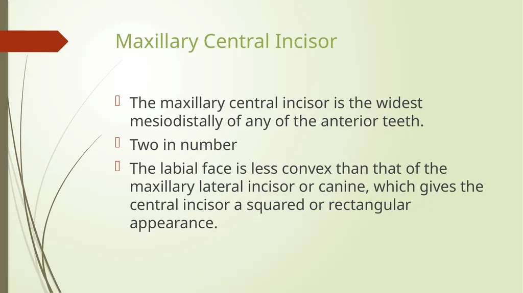 The Permanent Maxillary Incisors Dr. Pinar Khalis - slide 6 of 28