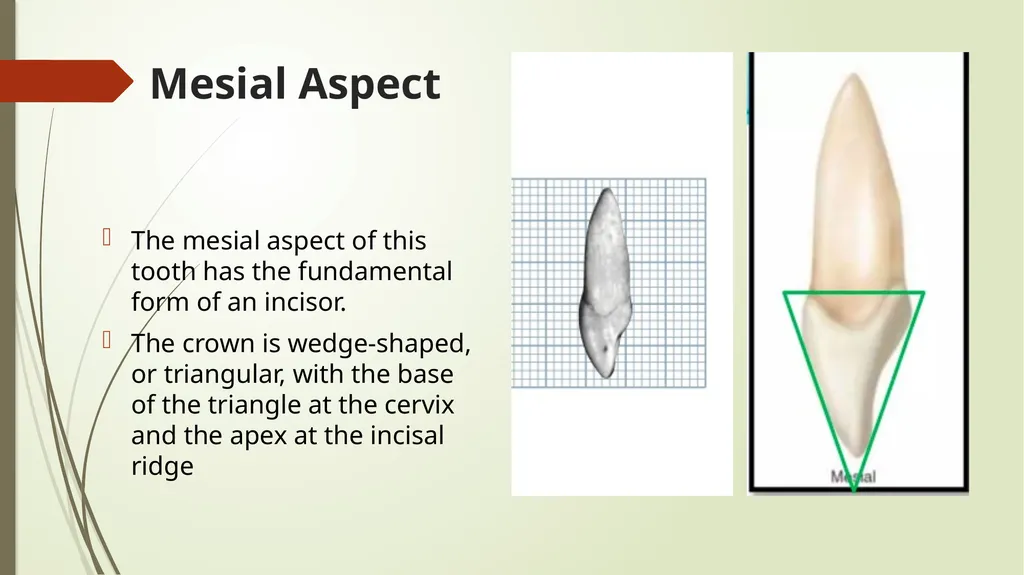 The Permanent Maxillary Incisors Dr. Pinar Khalis - slide 19 of 28