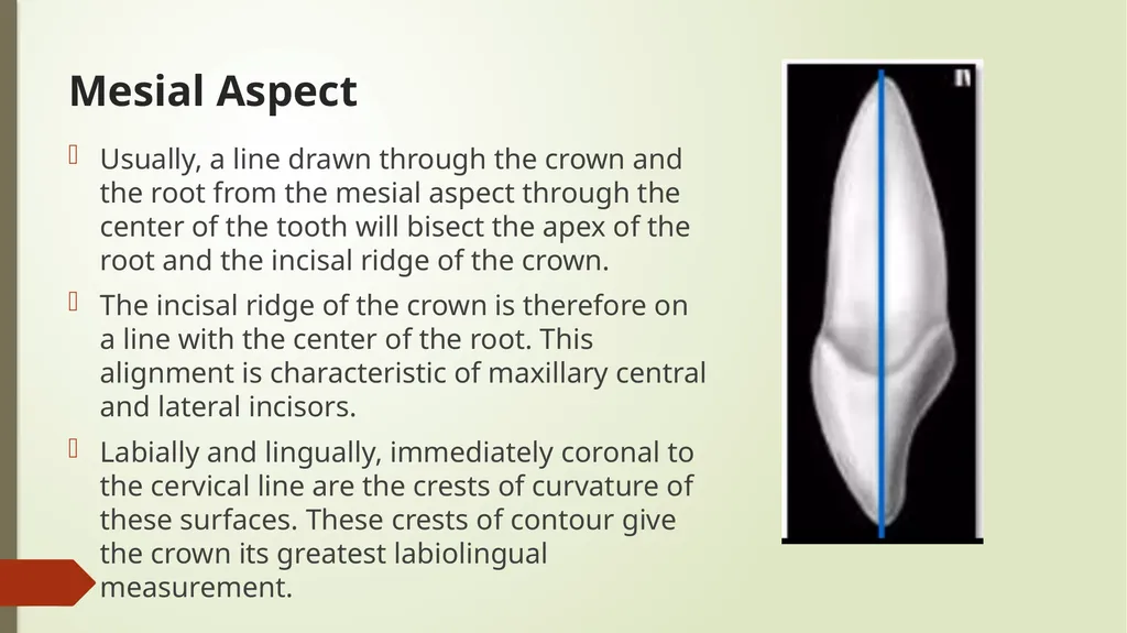The Permanent Maxillary Incisors Dr. Pinar Khalis - slide 20 of 28