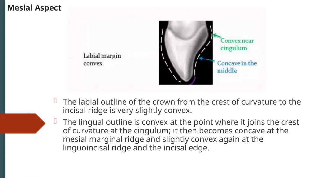 The Permanent Maxillary Incisors Dr. Pinar Khalis - slide 21 of 28
