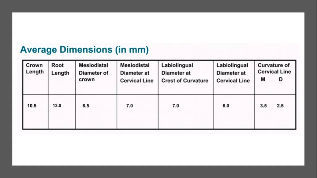 The Permanent Maxillary Incisors Dr. Pinar Khalis - slide 12 of 28