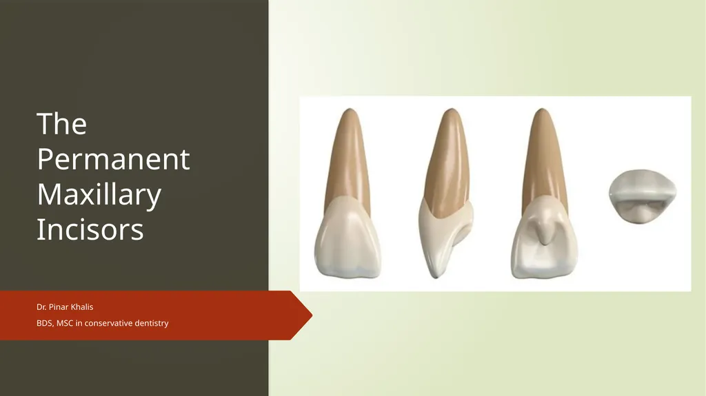 The Permanent Maxillary Incisors Dr. Pinar Khalis - slide 1 of 28