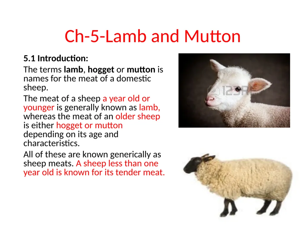 Ch-5-Lamb and Mutton 5.1 Introduction: The terms - slide 1 of 5