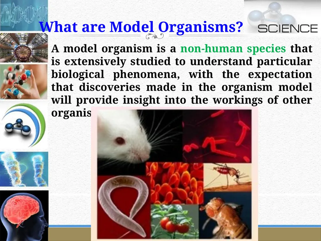 An Introduction to Model Organisms Krishanpal - slide 3 of 46