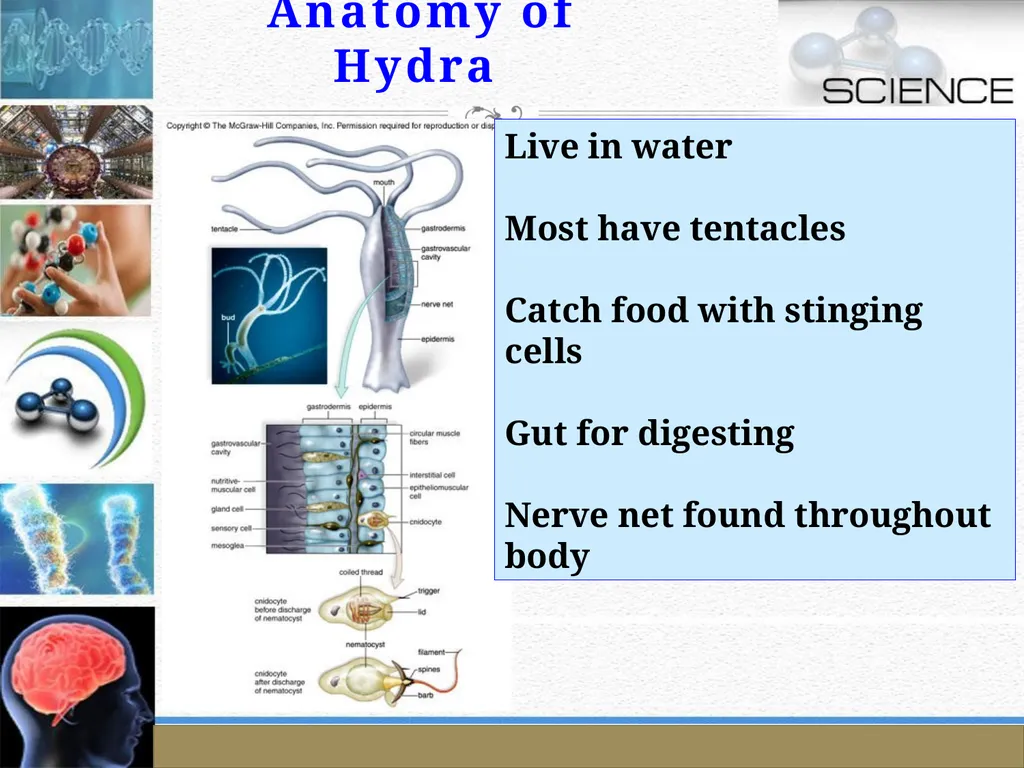 An Introduction to Model Organisms Krishanpal - slide 19 of 46