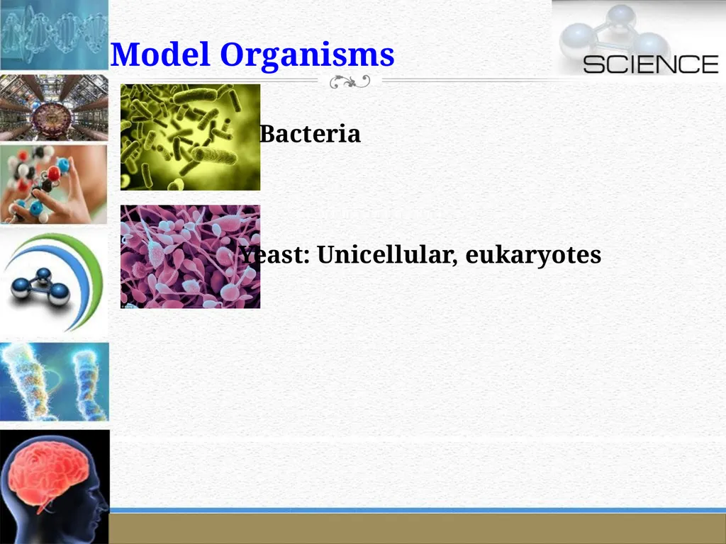 An Introduction to Model Organisms Krishanpal - slide 13 of 46