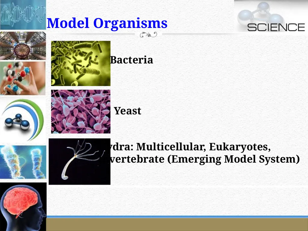 An Introduction to Model Organisms Krishanpal - slide 15 of 46