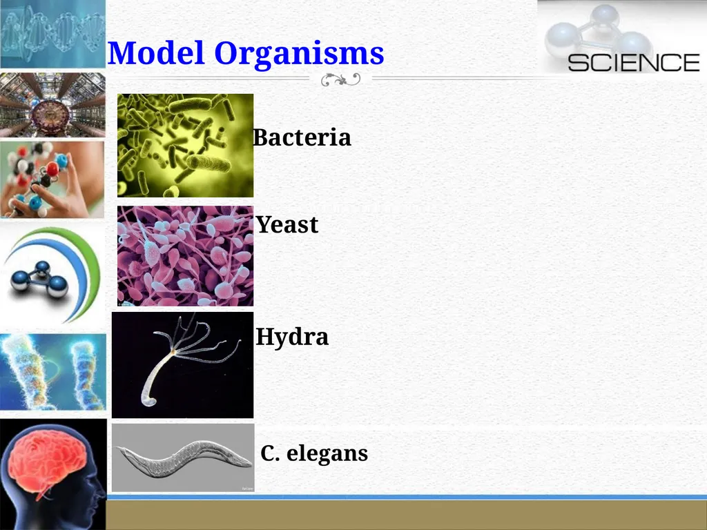 An Introduction to Model Organisms Krishanpal - slide 21 of 46