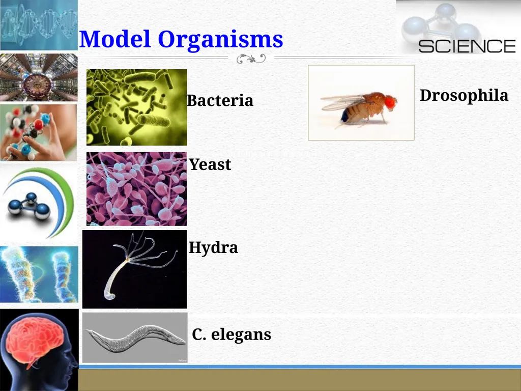 An Introduction to Model Organisms Krishanpal - slide 24 of 46