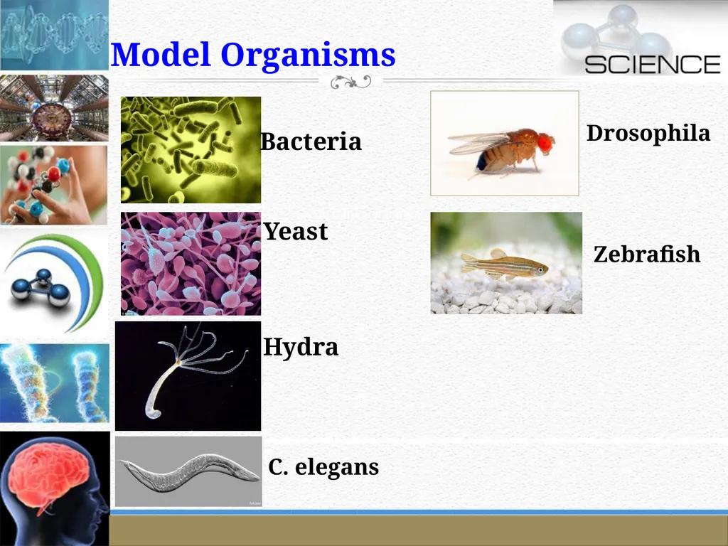 An Introduction to Model Organisms Krishanpal - slide 28 of 46
