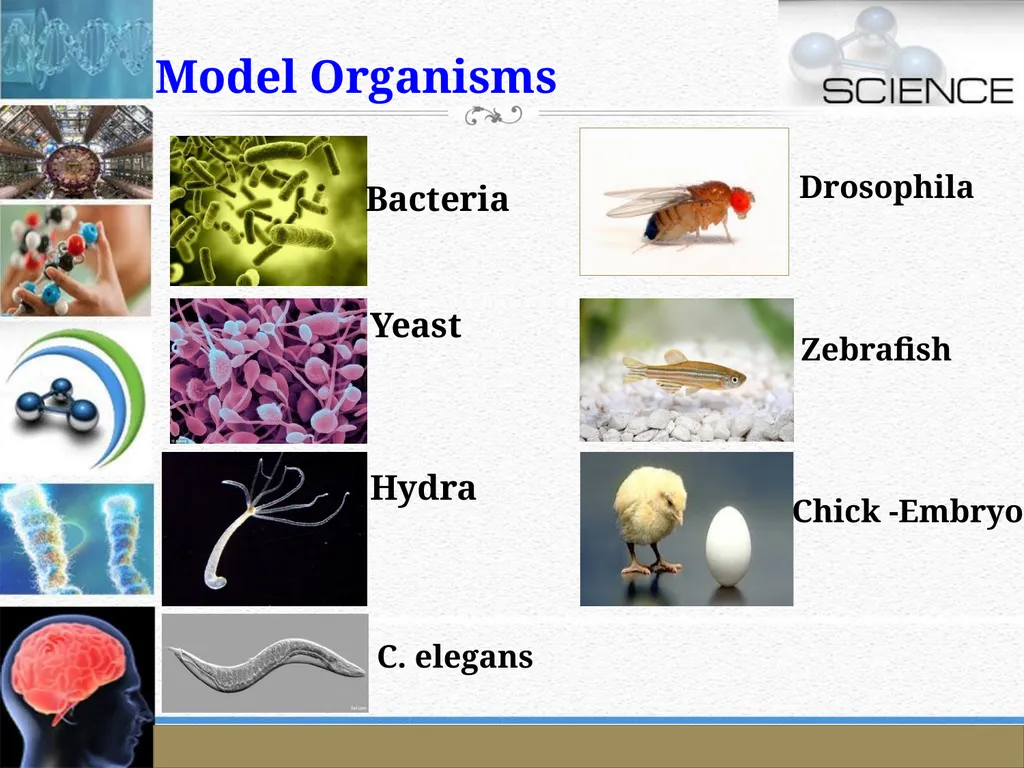 An Introduction to Model Organisms Krishanpal - slide 31 of 46