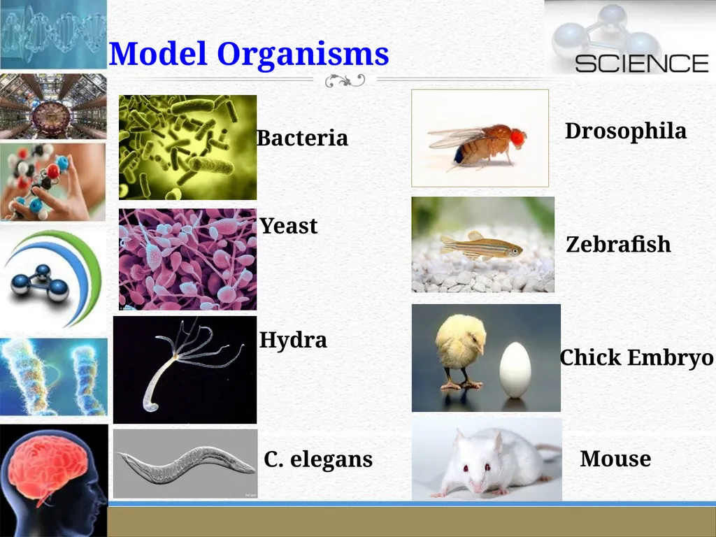 An Introduction to Model Organisms Krishanpal - slide 36 of 46