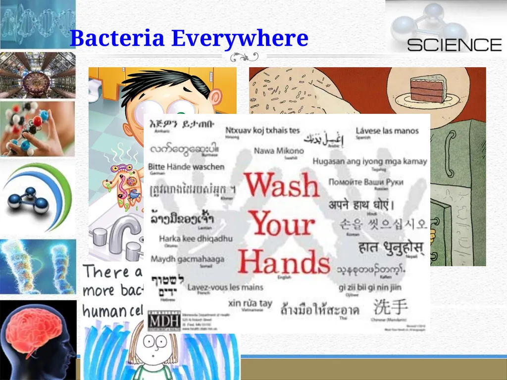 An Introduction to Model Organisms Krishanpal - slide 8 of 46