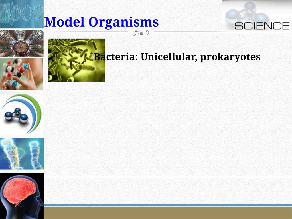 An Introduction to Model Organisms Krishanpal - slide 7 of 46