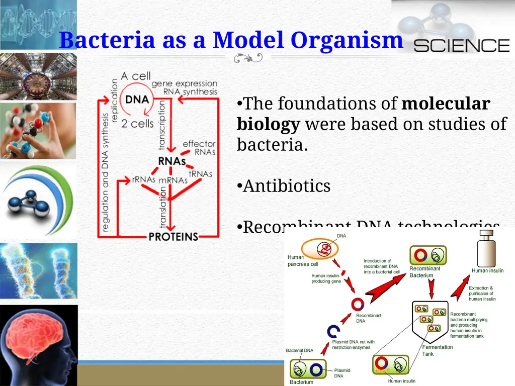 An Introduction to Model Organisms Krishanpal - slide 12 of 46