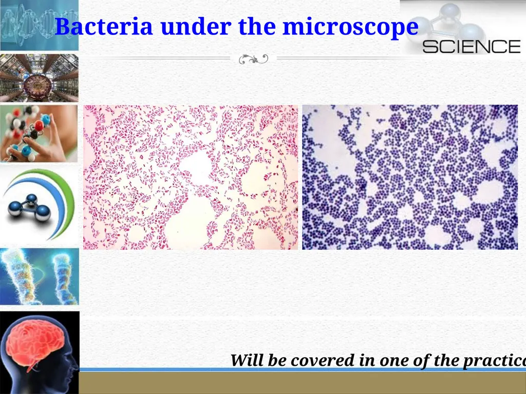 An Introduction to Model Organisms Krishanpal - slide 10 of 46