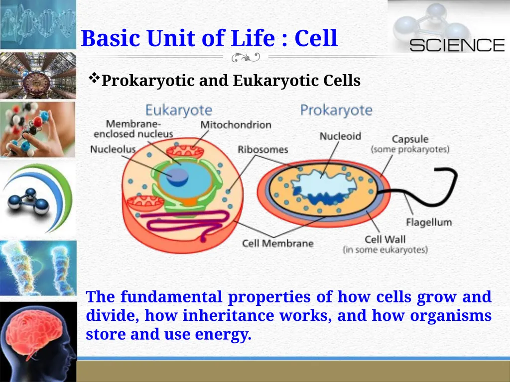 An Introduction to Model Organisms Krishanpal - slide 6 of 46