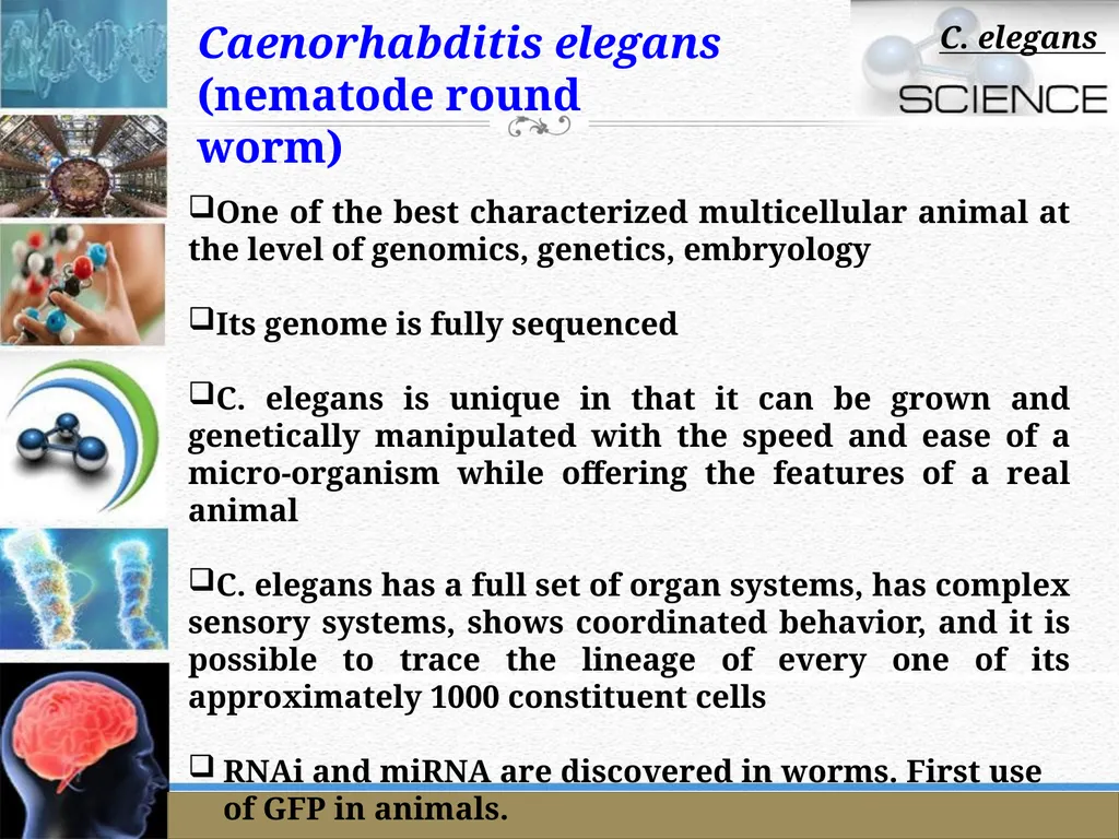 An Introduction to Model Organisms Krishanpal - slide 22 of 46
