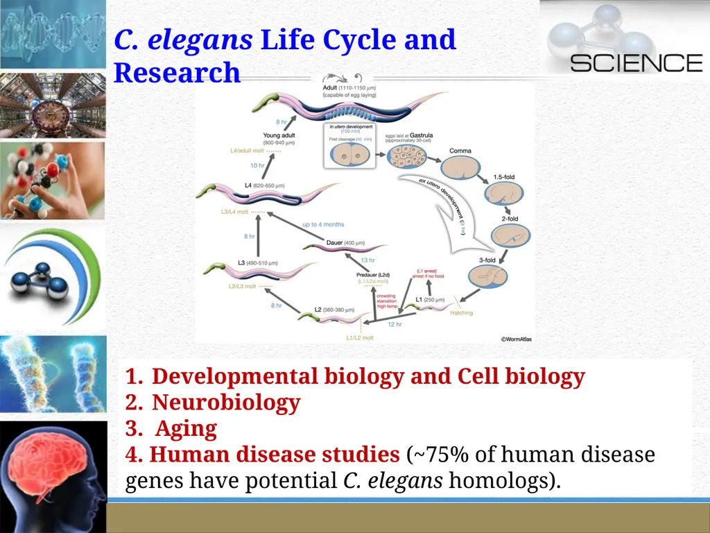 An Introduction to Model Organisms Krishanpal - slide 23 of 46