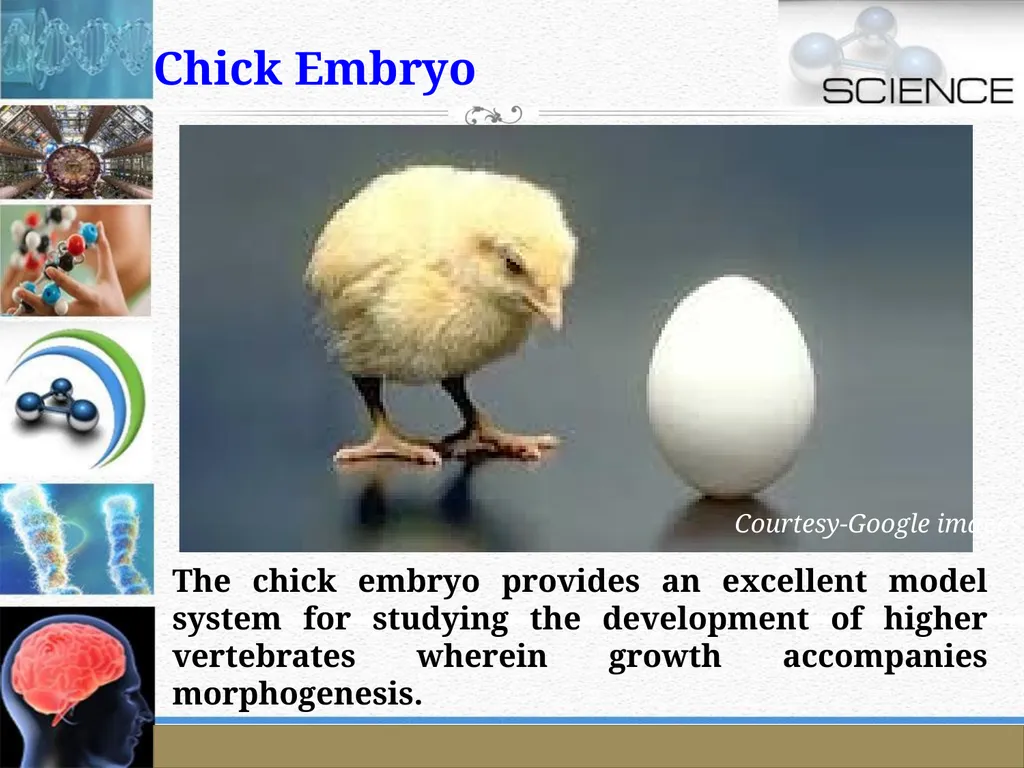An Introduction to Model Organisms Krishanpal - slide 32 of 46