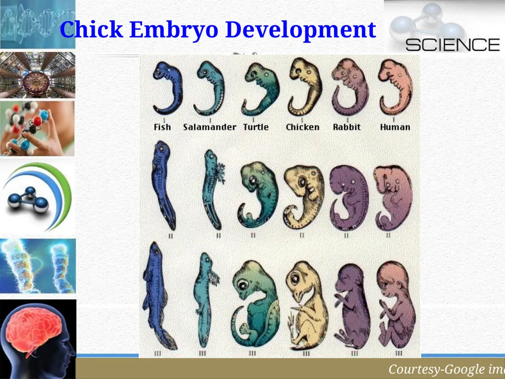 An Introduction to Model Organisms Krishanpal - slide 33 of 46