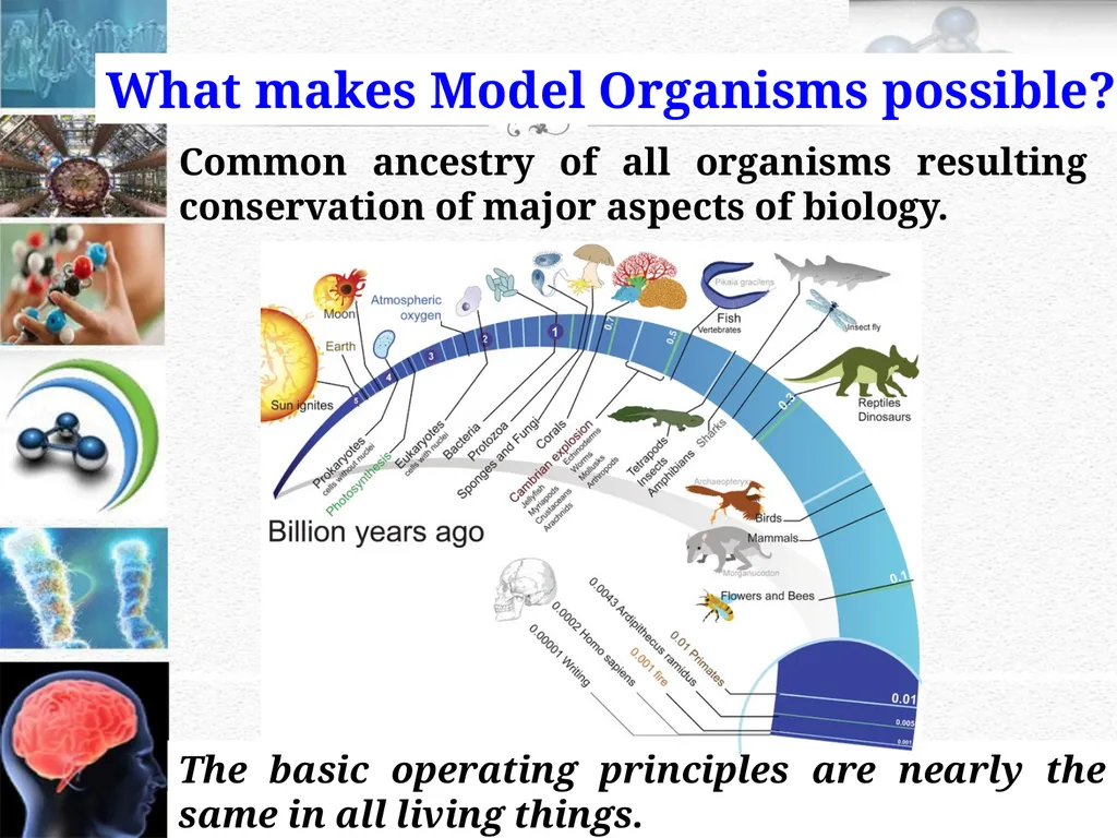 An Introduction to Model Organisms Krishanpal - slide 4 of 46