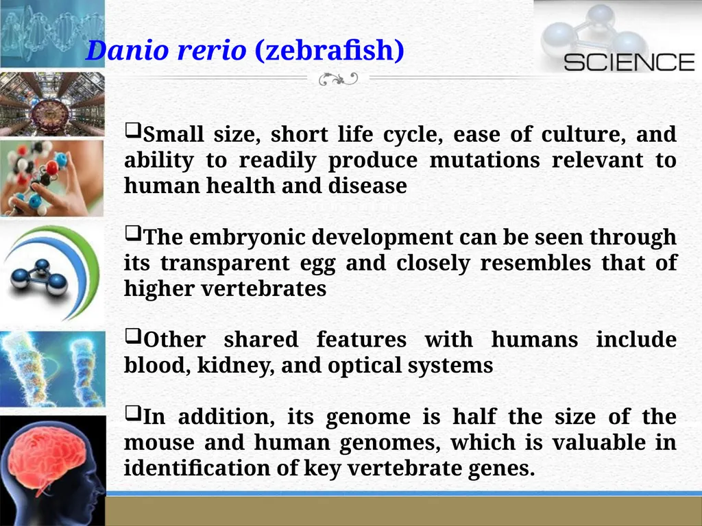 An Introduction to Model Organisms Krishanpal - slide 29 of 46