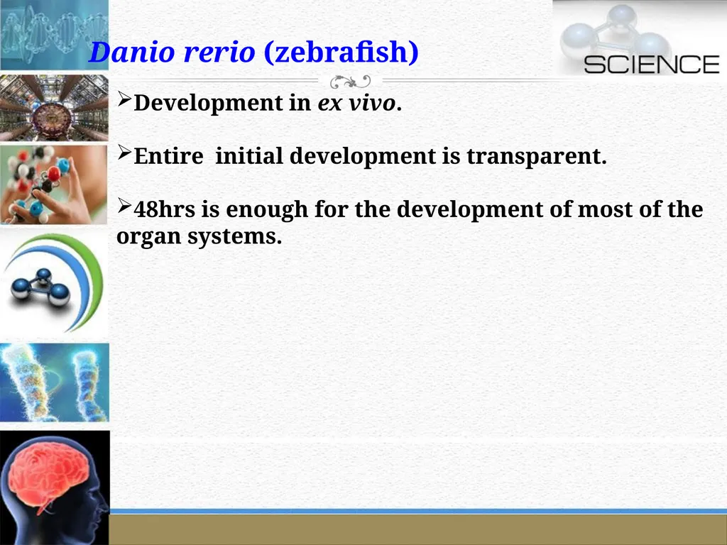 An Introduction to Model Organisms Krishanpal - slide 30 of 46