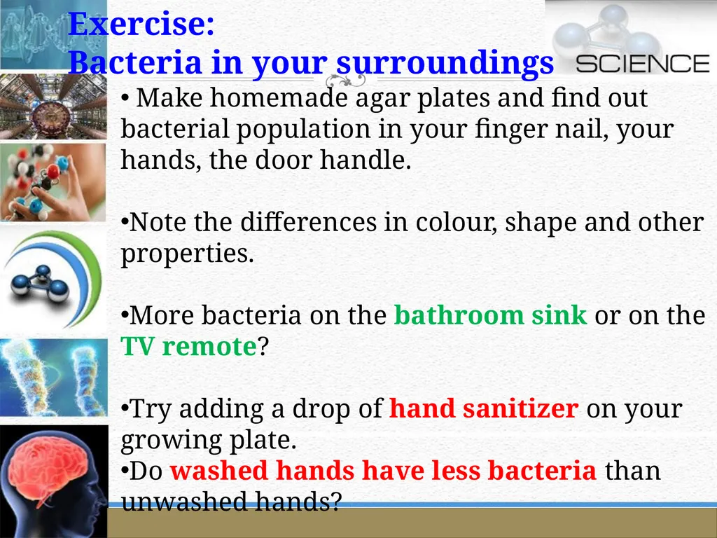 An Introduction to Model Organisms Krishanpal - slide 11 of 46