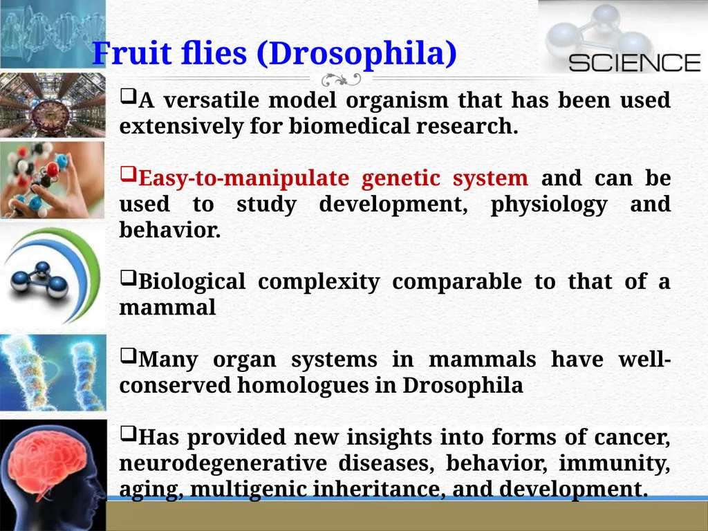 An Introduction to Model Organisms Krishanpal - slide 25 of 46