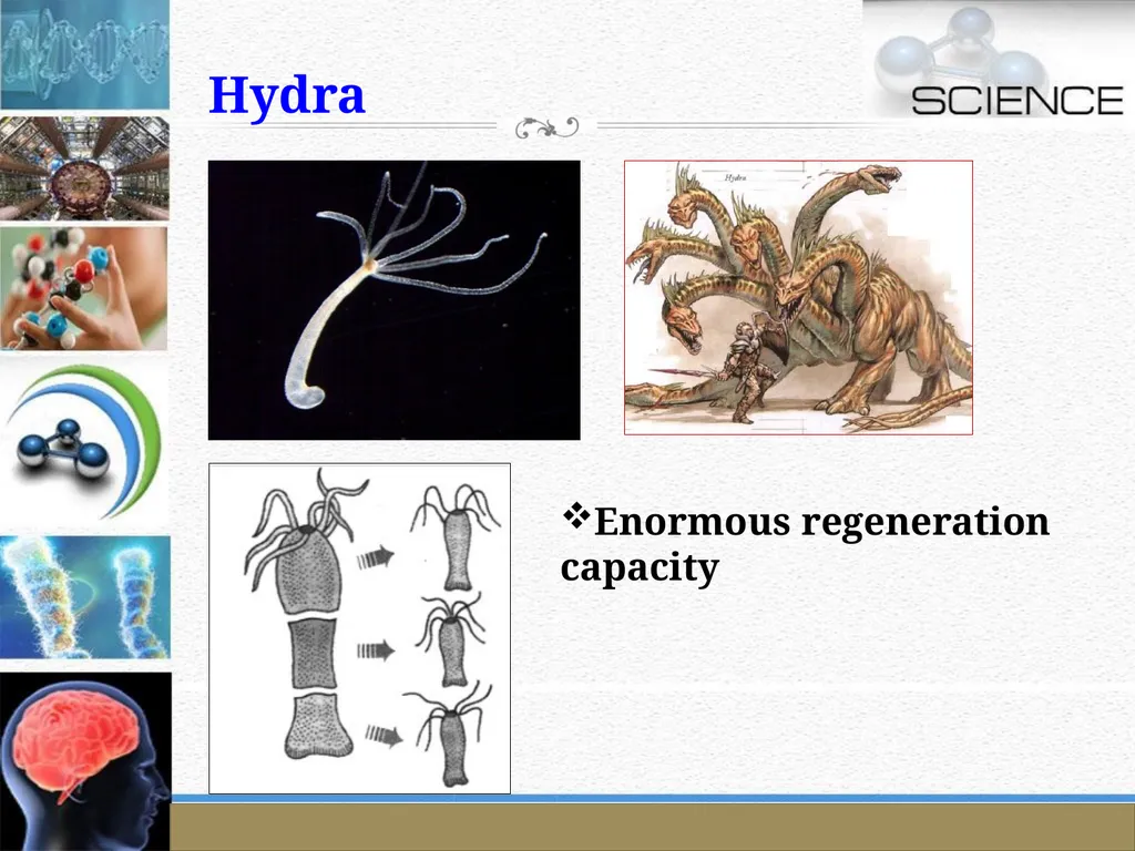 An Introduction to Model Organisms Krishanpal - slide 17 of 46