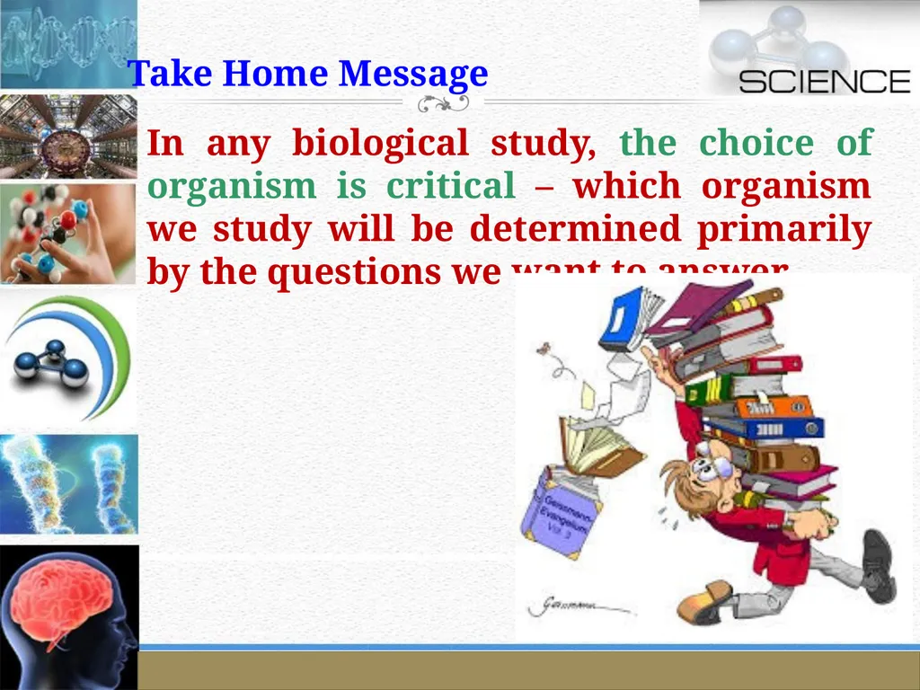 An Introduction to Model Organisms Krishanpal - slide 40 of 46