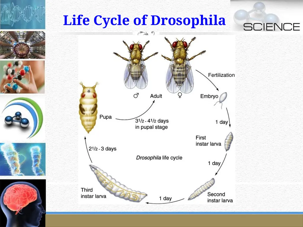 An Introduction to Model Organisms Krishanpal - slide 26 of 46